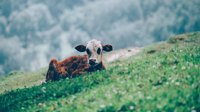 Salvar o planeta passa por comer menos carne